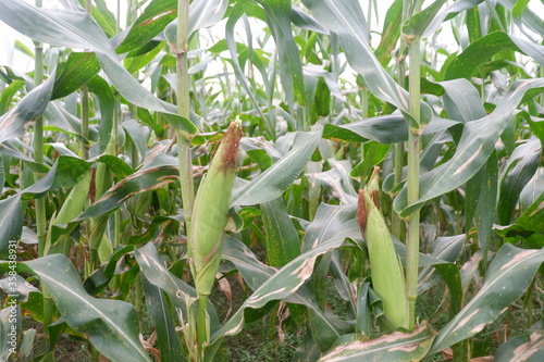 Corn plant grow in the farm