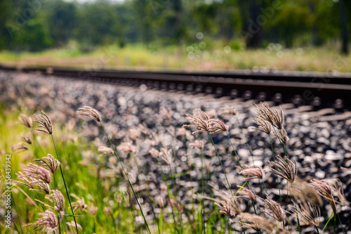 Rail tracks in Queensland countryside during summer, with tall flowers and grass in the foreground photo