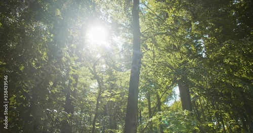 Bright Beam of Sunshine Shining Against the Magical Forest photo