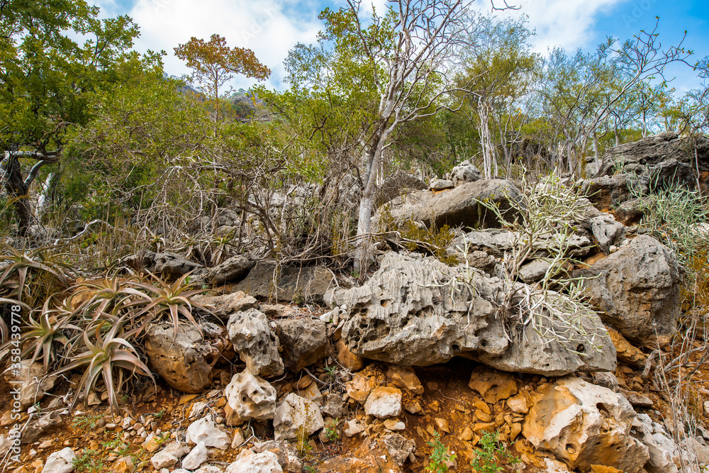 It's Nature of Socotra Island, Yemen. UNESCO World Natural Heritage. Small archipelago of four islands in the Indian Ocean It's Nature of Socotra Island, Yemen. UNESCO World Natural Heritage. Small archipelago of four islands in the Indian Ocean