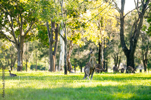 Kangaroos grazing vibrant green grass in the summer under tree shade on a golf course in Calliope  Queensland