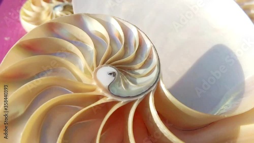 nautilus shell pearl Fibonacci sequence symmetry cross section spiral shell structure golden ratio background mollusk (nautilus pompilius) copy space half split stock,
