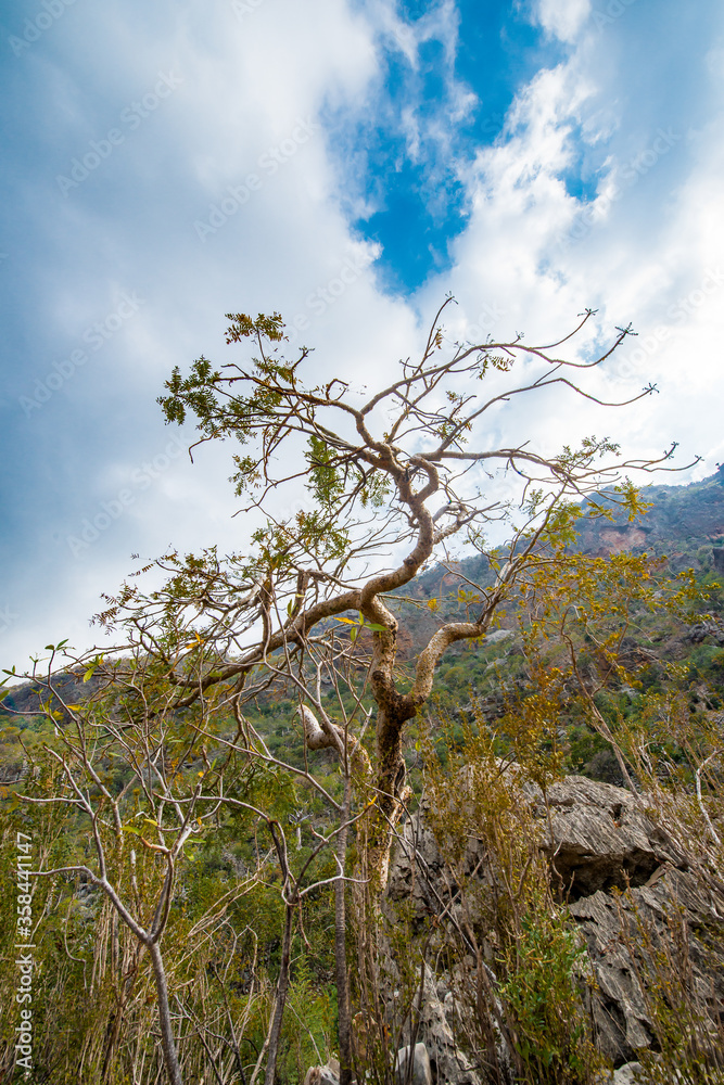Obraz premium It's Rock formations and dry trees