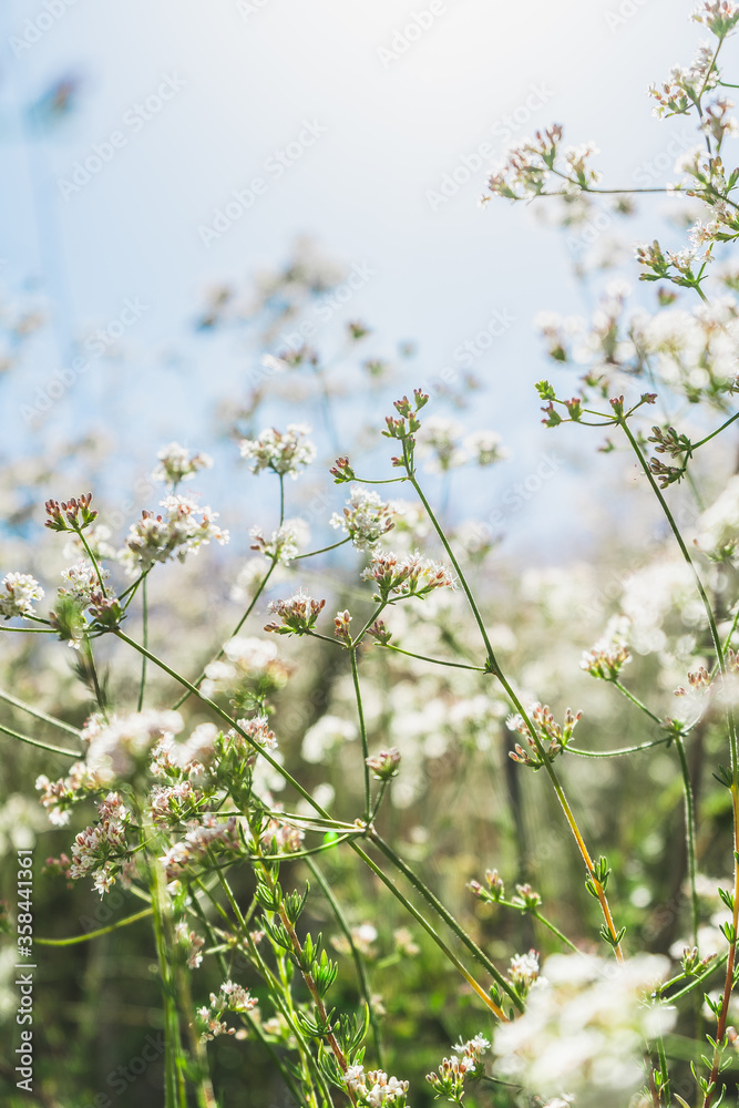 Fototapeta premium White flowers in a field
