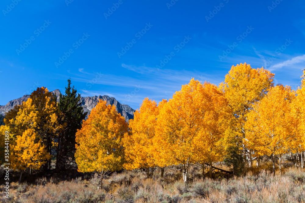 Fototapeta premium Carson Peak Above Golden Aspen Trees, June Lake, California, USA