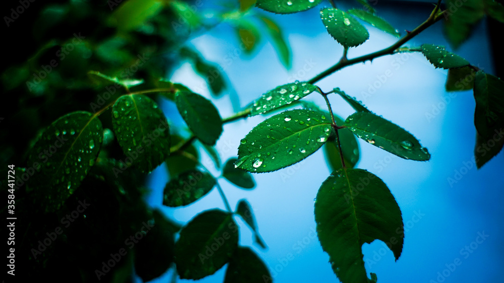 Drops of water resting on a leaf Drops of water resting on a leaf