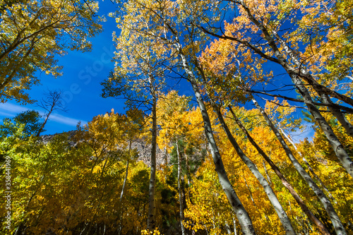 Fototapeta Naklejka Na Ścianę i Meble -  Golden  Fall Leaves of the Quaking Aspen (Populus tremuloides) on the Shore of Silver Lake, June Lake, California, USA