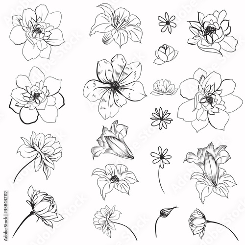 Collection of vector daisy flowers for design © Mary fleur