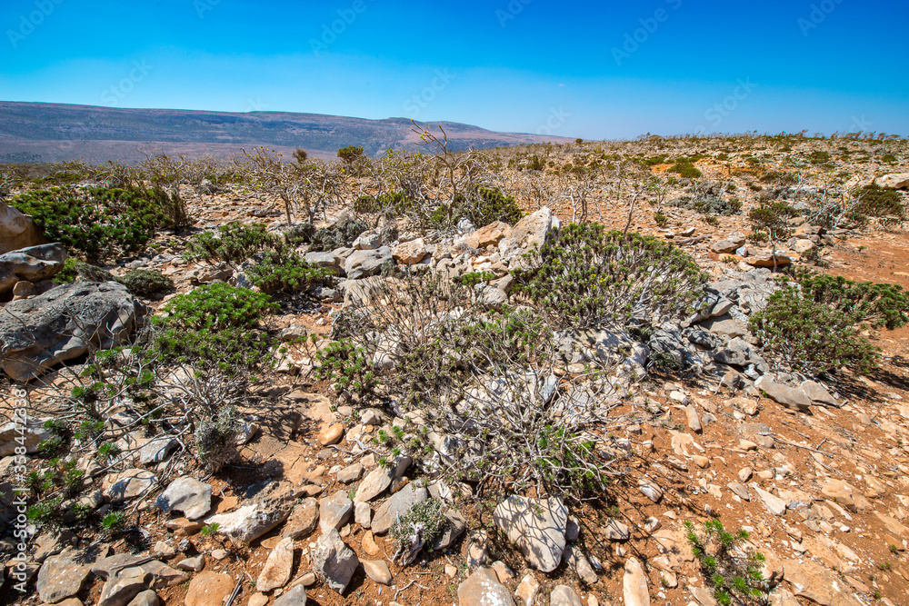 It's Nature of the Socotra Archipelago, Yemen It's Nature of the Socotra Archipelago, Yemen