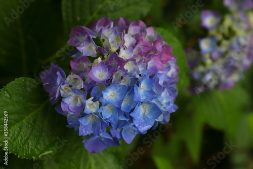 雨に濡れた青と紫のアジサイの花