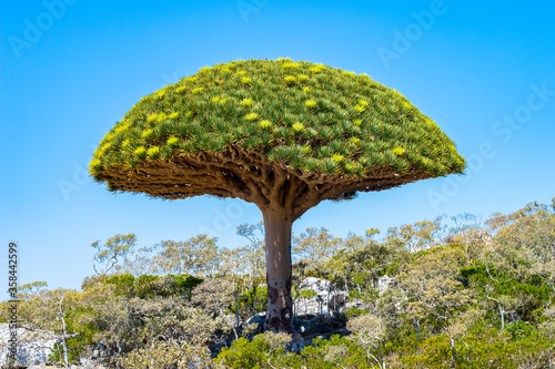 It's Dragon tree on the Socotra Island, Yemen