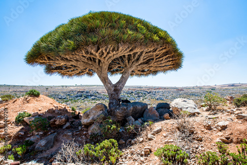 It's Beautiful nature of the Socotra Island, Yemen