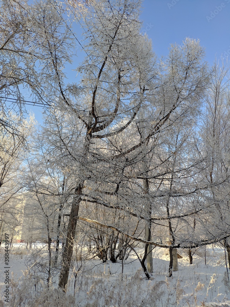Fototapeta premium trees in winter