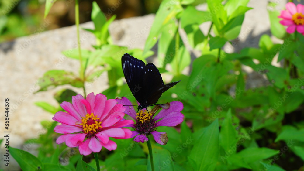 Beautiful butterfly in a flowery garden Beautiful butterfly in a flowery garden