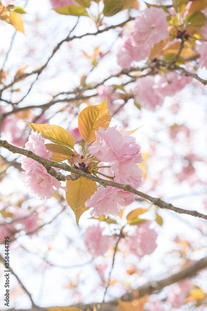 pink blossom on tree
