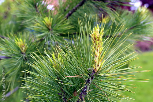 Branches fresh needles spruce grow in spring