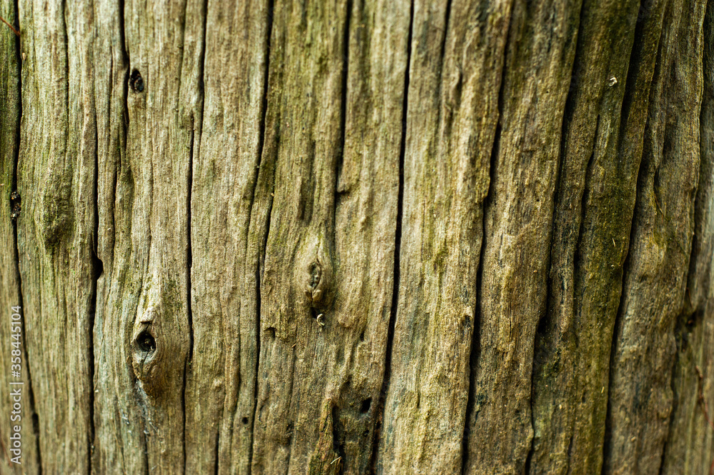 The background of the tree trunk has a beautiful exotic pattern. The background of the tree trunk has a beautiful exotic pattern.