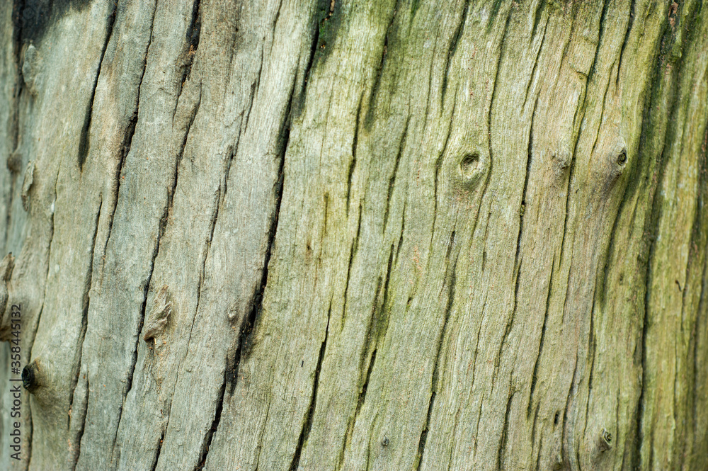 he background of the tree trunk has a beautiful exotic pattern. he background of the tree trunk has a beautiful exotic pattern.
