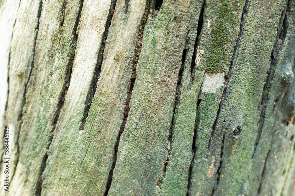 Fototapeta premium he background of the tree trunk has a beautiful exotic pattern.