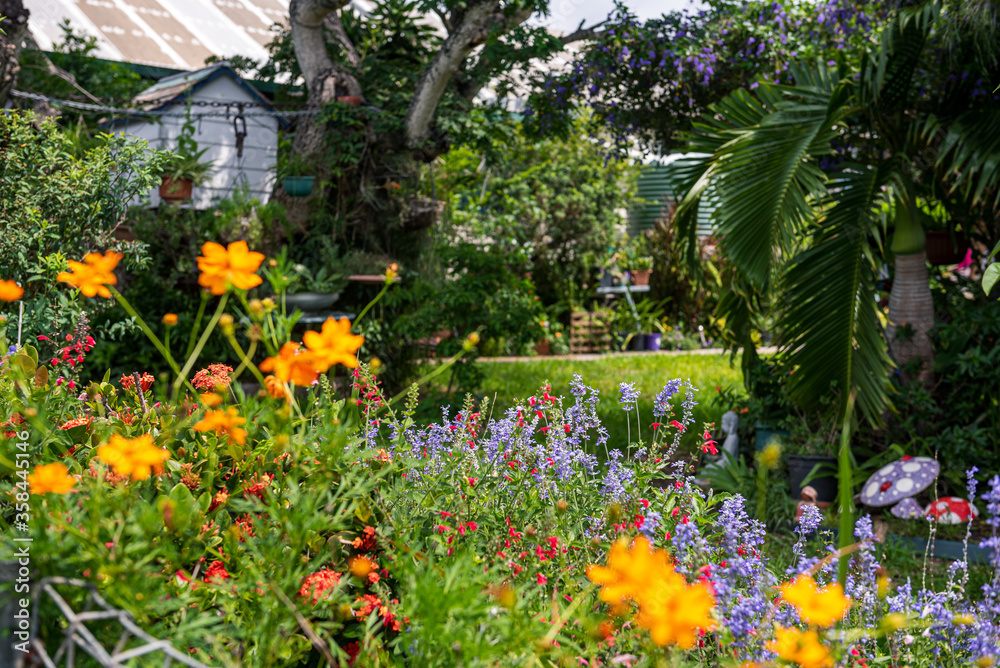 Garden with lush tropical summer vegetation and flowers in queensland Garden with lush tropical summer vegetation and flowers in queensland