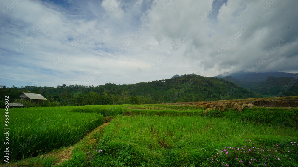 The  green rice field with a mountain in Semarang Central Java Indonesia