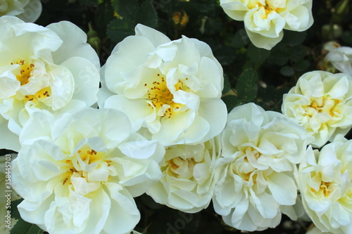 Texture of white spring flowers similar to rose hips