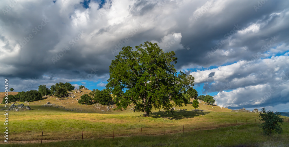 Foothills and Oak Trees-004