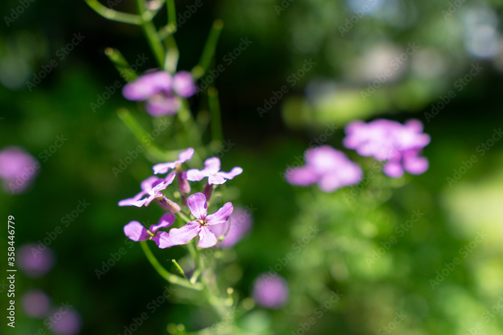 Flowers Flowers