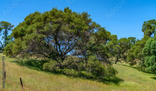 Foothills and Oak Trees-009 photo