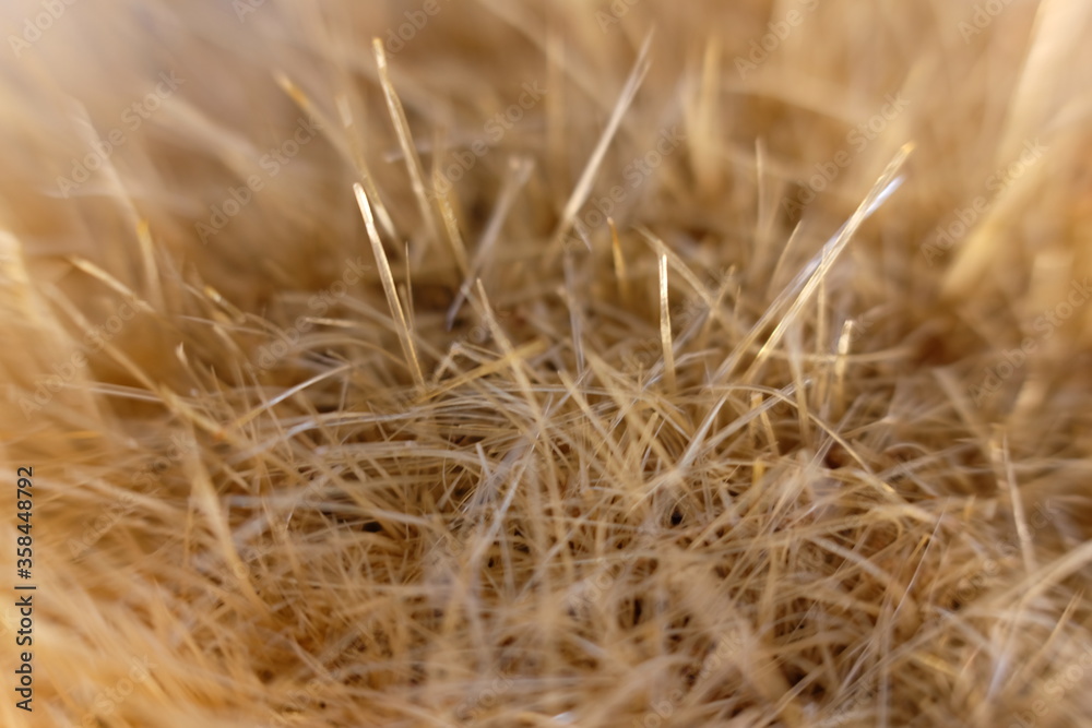 Fototapeta premium Close up brush background and macro brush textrue