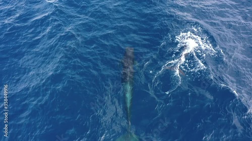 Group of Long finned pilot whales filmed with a drone aerial view