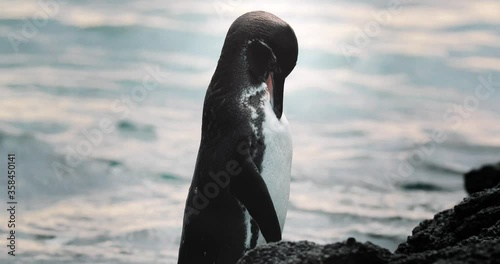 Closeup of little penguin in Galapagos Islands grooming
