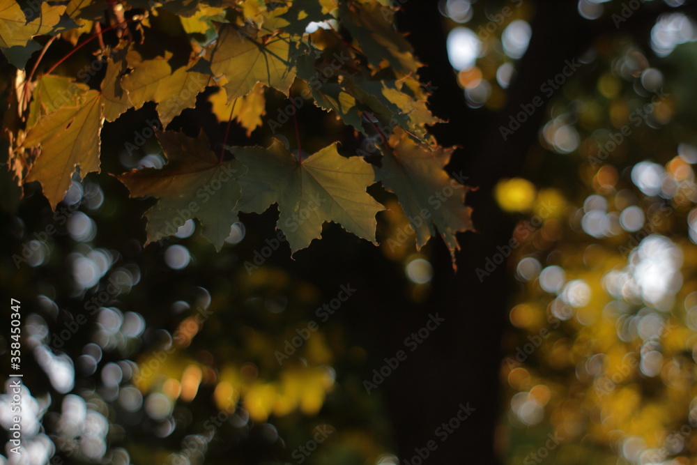 Fotografie colorful leaves in sunset