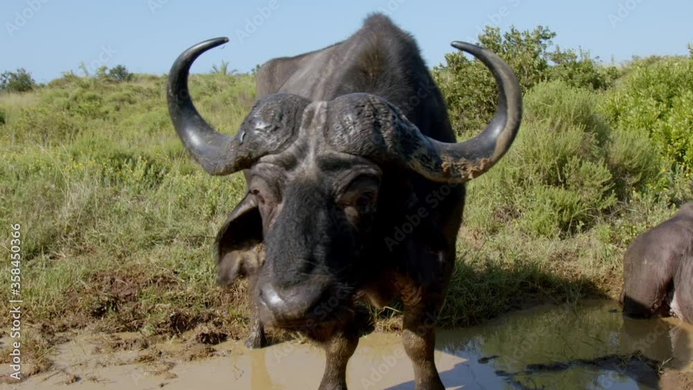 African Buffalo Standing And Lying On The Muddy Ground In Kruger National Park In South Africa. -wide shot African Buffalo Standing And Lying On The Muddy Ground In Kruger National Park In South Africa. -wide shot
