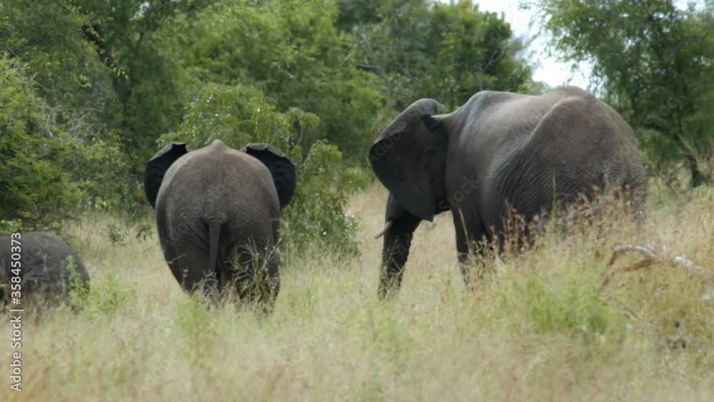 Group Of African Elephants Standing On The Grassland In Kruger National Park, South Africa. - back view - wide shot Group Of African Elephants Standing On The Grassland In Kruger National Park, South Africa. - back view - wide shot