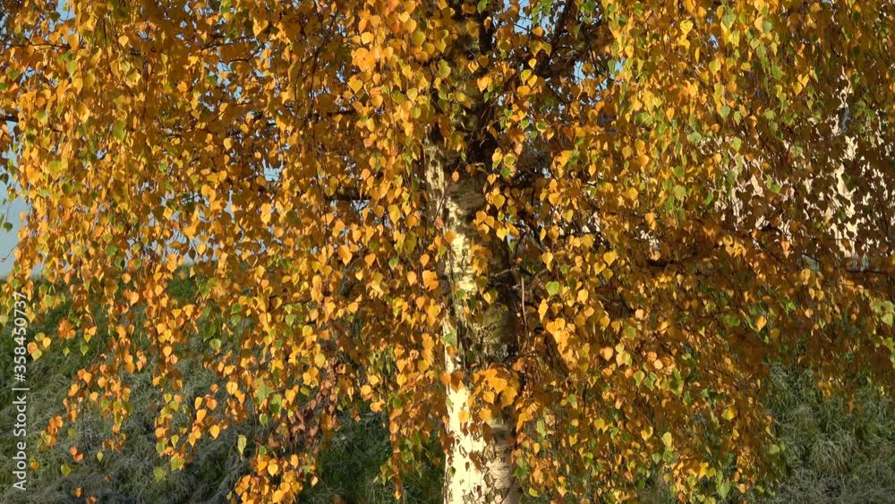 Leaves of birch in Golden autumn Leaves of birch in Golden autumn