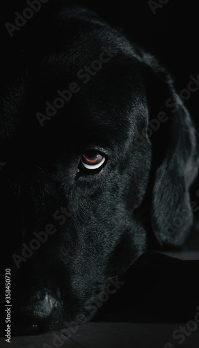 Black Labrador 