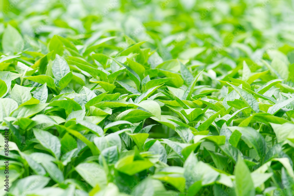 Organic farming, seedlings growing in greenhouse. Organic farming, seedlings growing in greenhouse.