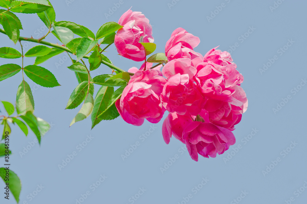 Fototapeta premium The name of these roses is 