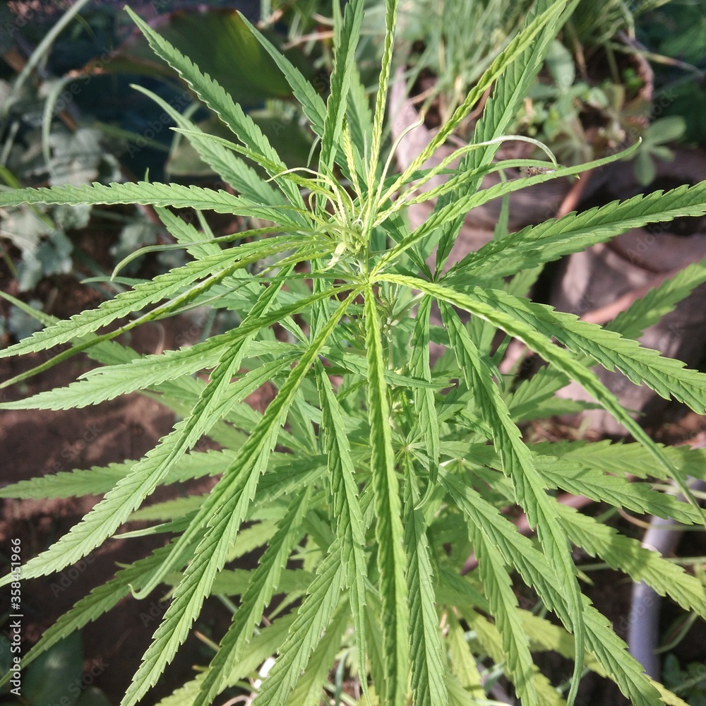 Cannabis sativa I saw it being born in a natural forest. Cannabis sativa I saw it being born in a natural forest.