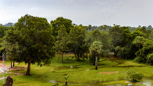 It's Cambodian Jungle near the Pre Rup, a temple at Angkor, Cambodia