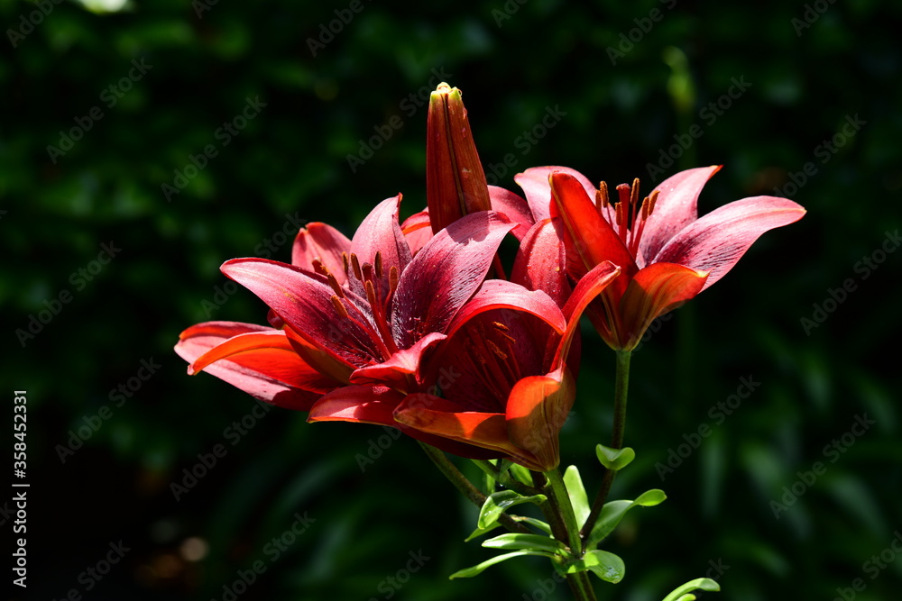 Fototapeta premium 赤い百合、木漏れ日、光、揺らぎ、ユリ、花イメージ素材