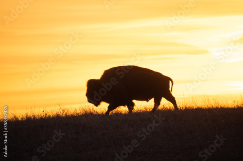buffalo in sunset