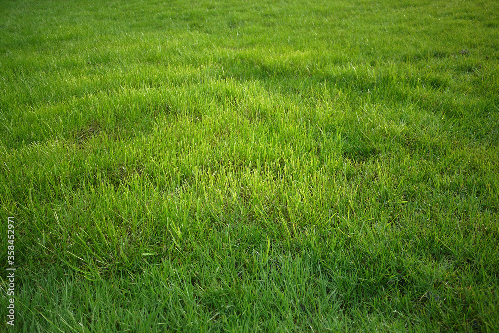 Obraz premium Green grass background of garden lawn. Outdoor field with classic green grass, empty grassland structure. Natural yard landscape background, fresh green grass texture.