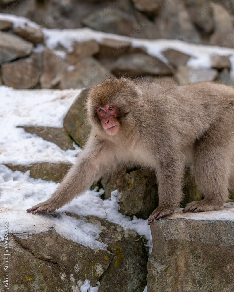 Snow Monkey Jigokudani National Park in Japan.