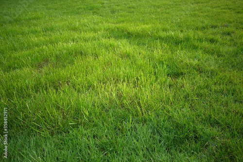 Green grass background of garden lawn. Outdoor field with classic green grass, empty grassland structure. Natural yard landscape background, fresh green grass texture.