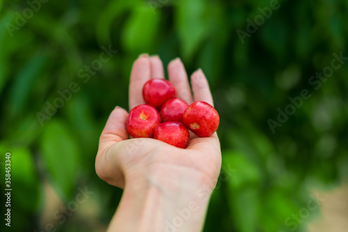 Red Cherry in the hand on green background © Mariya_Maerdon