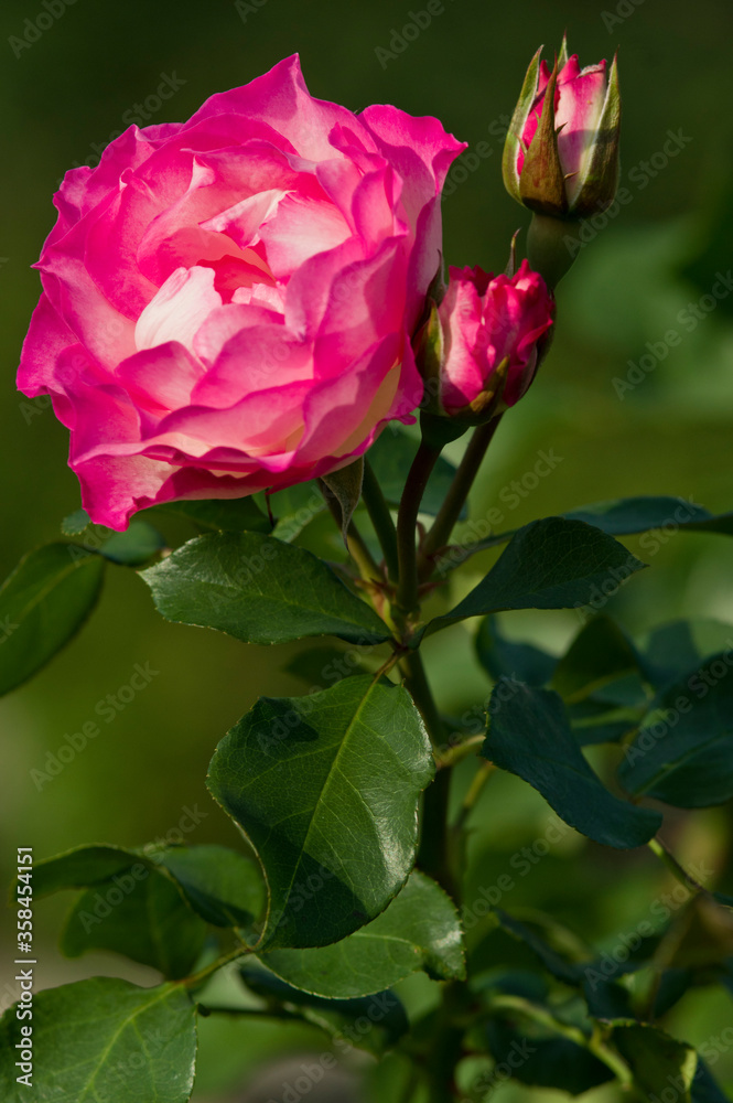 The name of this rose is The name of this rose is
