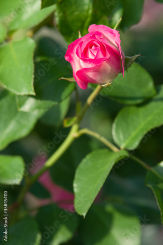The name of this rose is "Bordure Rose".