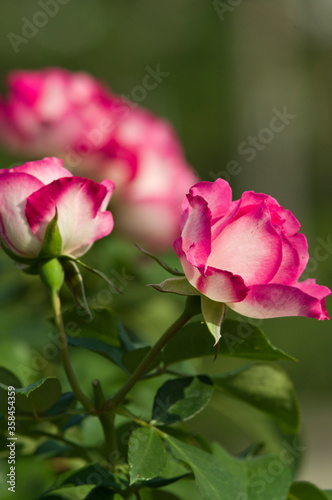 The name of this rose is  Bordure Rose .